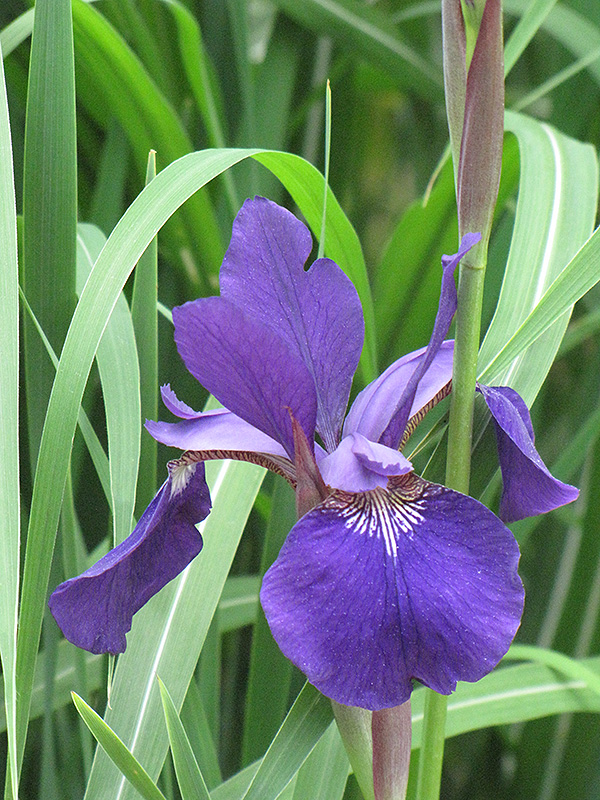 Caesar's Brother Siberian Iris (Iris sibirica 'Caesar's Brother') at Dickman Farms