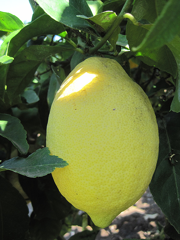 Lemon (Citrus limon) at Dickman Farms