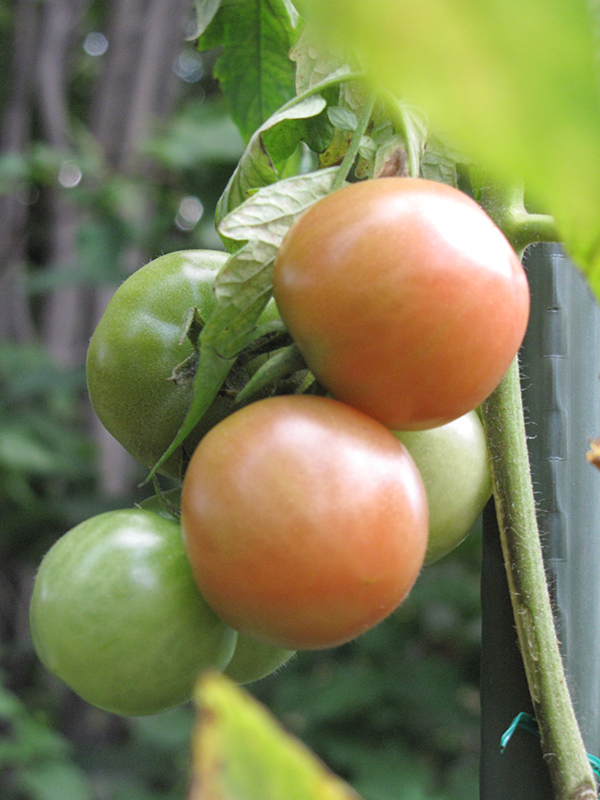 Better Boy Tomato (Solanum lycopersicum 'Better Boy') at Dickman Farms