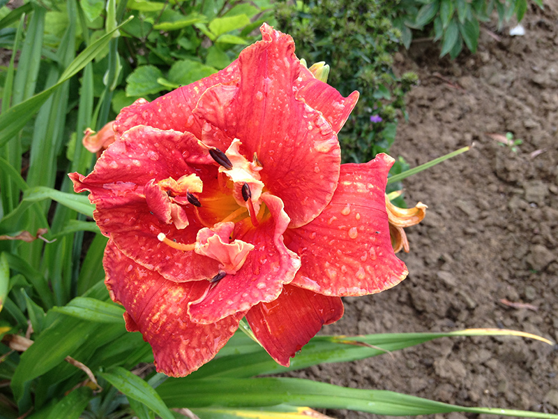 Moses Fire Daylily (Hemerocallis 'Moses Fire') at Dickman Farms