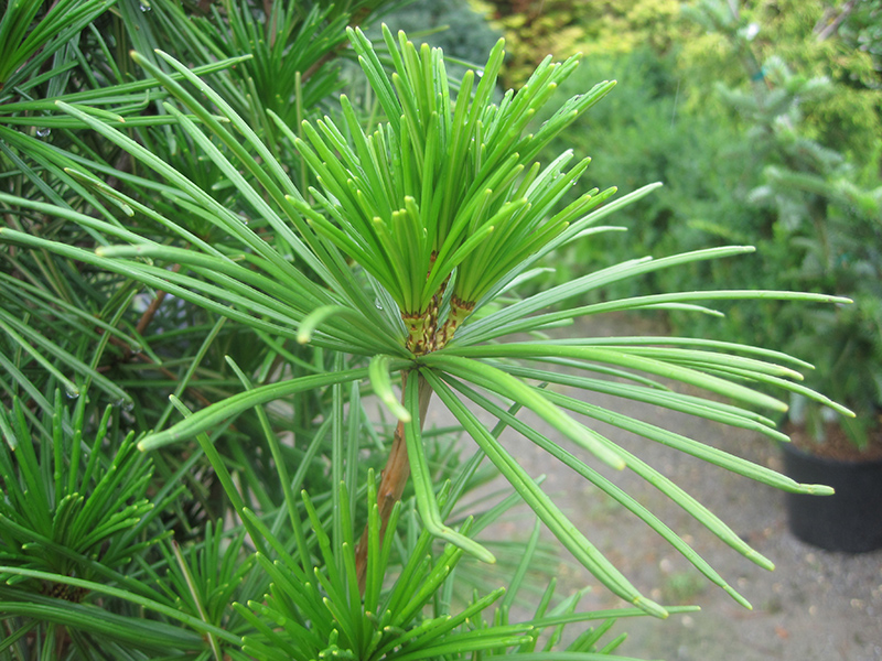 Joe Kozey Umbrella Pine (Sciadopitys verticillata 'Joe Kozey') at Dickman Farms