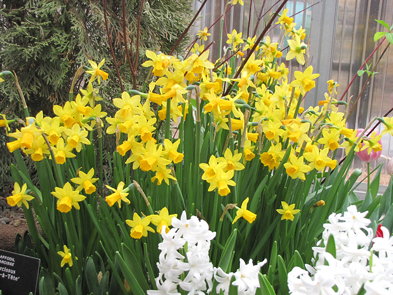 Tete a Tete Daffodil (Narcissus 'Tete a Tete') at Dickman Farms