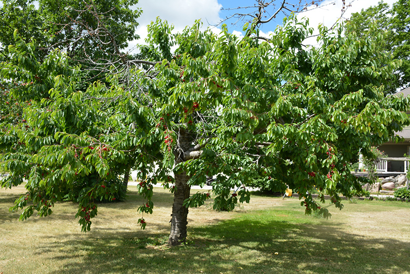 Bing Cherry (Prunus avium 'Bing') at Dickman Farms
