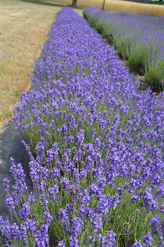 Hidcote Lavender (Lavandula angustifolia 'Hidcote') at Dickman Farms