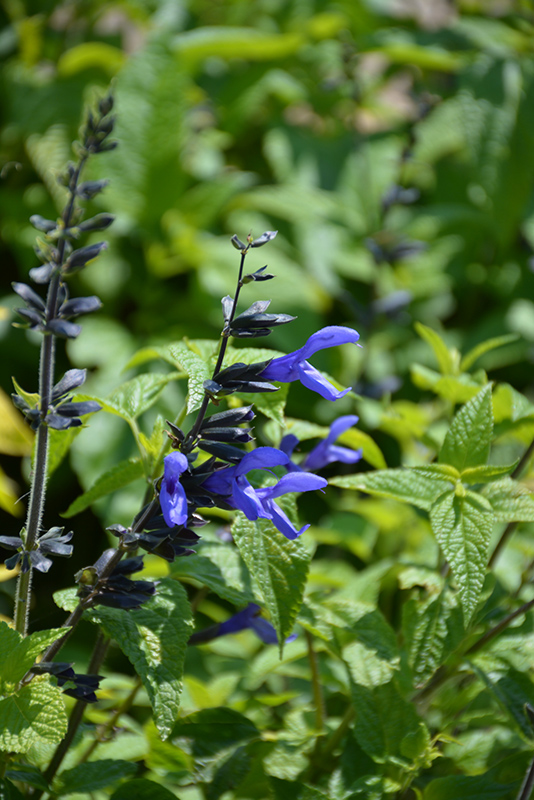 Black And Blue Anise Sage (Salvia guaranitica 'Black And Blue') at Dickman Farms