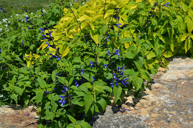 Black And Blue Anise Sage (Salvia guaranitica 'Black And Blue') at Dickman Farms