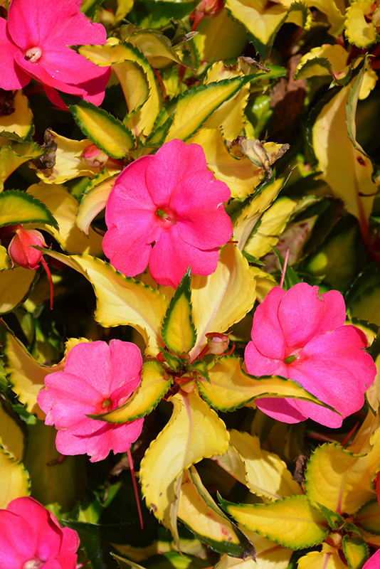 SunPatiens Compact Tropical Rose New Guinea Impatiens (Impatiens 'SunPatiens Compact Tropical Rose') at Dickman Farms