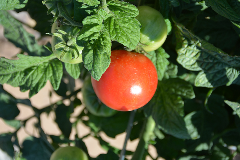 Little Sicily Tomato (Solanum lycopersicum 'Little Sicily') at Dickman Farms