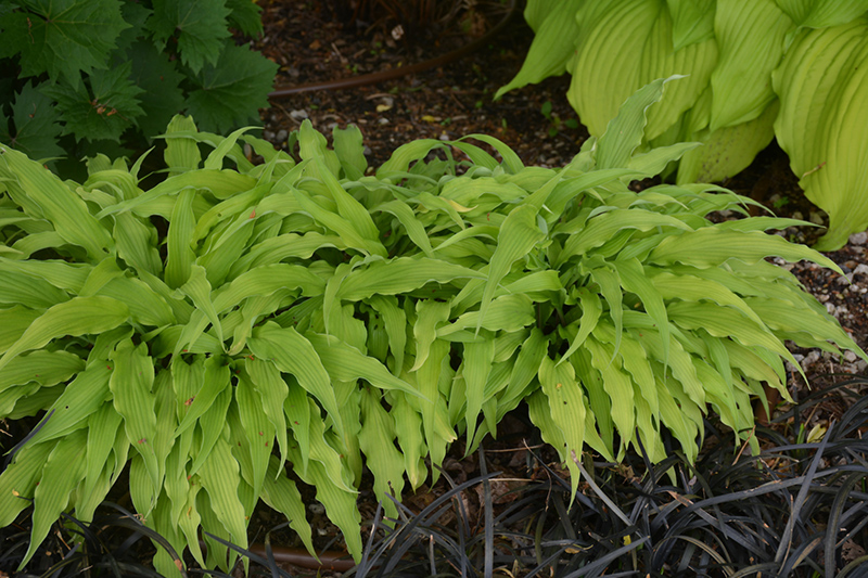 Curly Fries Hosta (Hosta 'Curly Fries') at Dickman Farms