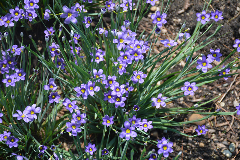 Lucerne Blue-Eyed Grass (Sisyrinchium angustifolium 'Lucerne') at Dickman Farms