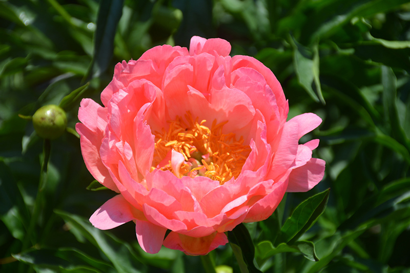Coral Sunset Peony (Paeonia 'Coral Sunset') at Dickman Farms