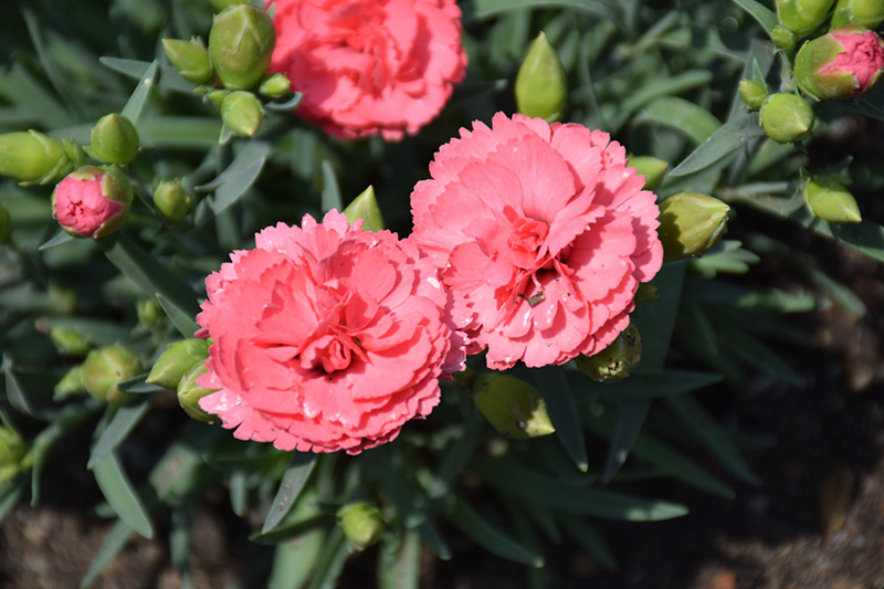 Fruit Punch Classic Coral Pinks (Dianthus 'Classic Coral') at Dickman Farms