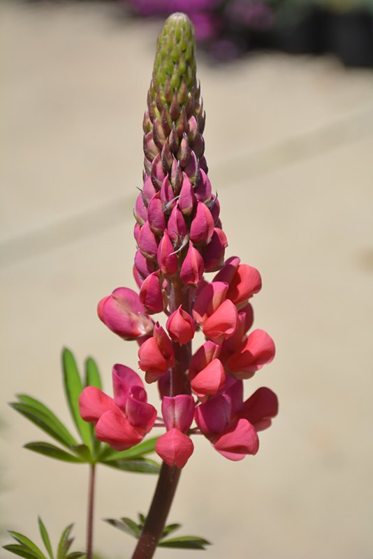Westcountry Red Rum Lupine (Lupinus 'Red Rum') at Dickman Farms