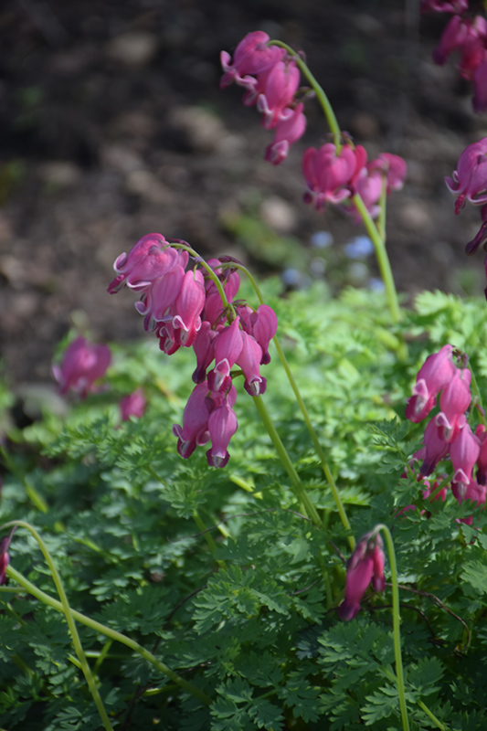 King of Hearts Bleeding Heart (Dicentra 'King of Hearts') at Dickman Farms