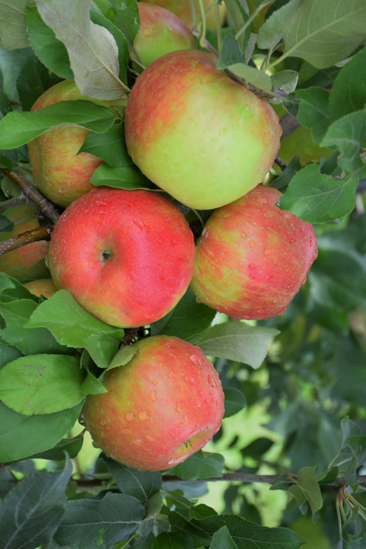 Honeycrisp Apple (Malus 'Honeycrisp') at Dickman Farms