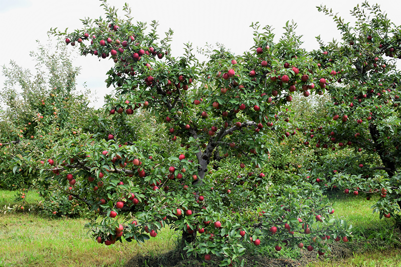 Red Delicious Apple (Malus 'Red Delicious') at Dickman Farms