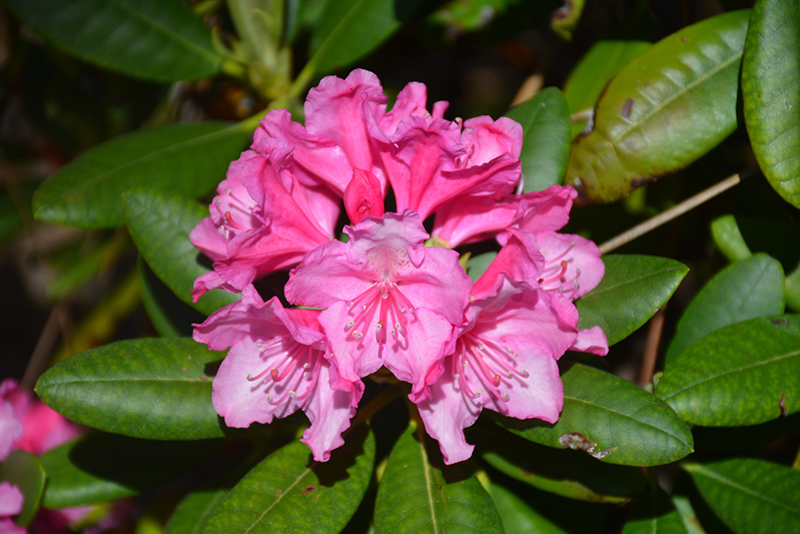 Haaga Rhododendron (Rhododendron 'Haaga') at Dickman Farms