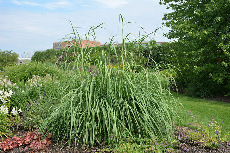 Ravenna Grass (Saccharum ravennae) at Dickman Farms