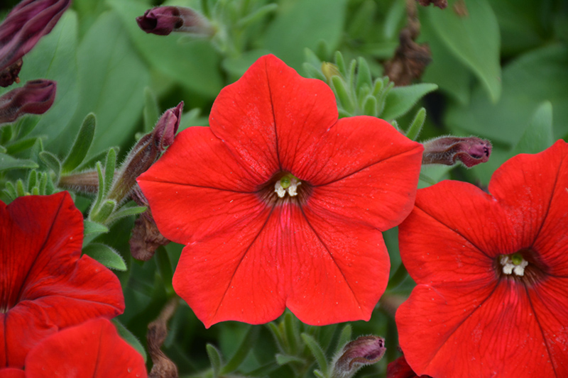 Easy Wave Red Petunia (Petunia 'Easy Wave Red') at Dickman Farms