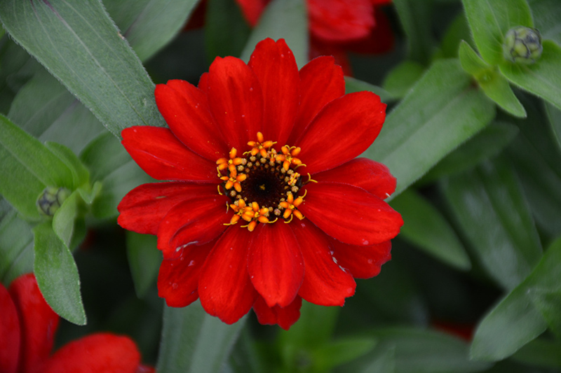 Profusion Red Zinnia (Zinnia 'Profusion Red') at Dickman Farms