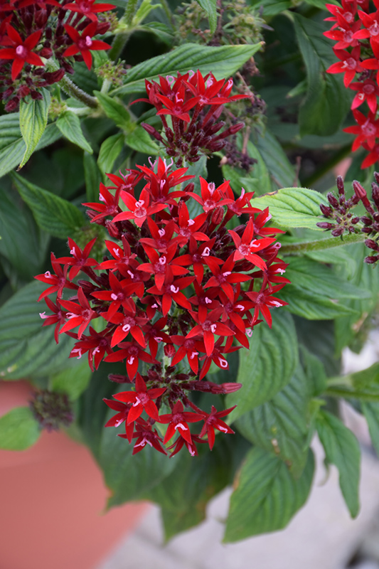 Lucky Star Dark Red Star Flower (Pentas lanceolata 'PAS1231189') at Dickman Farms