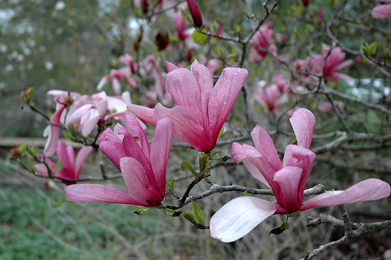 Galaxy Magnolia (Magnolia 'Galaxy') at Dickman Farms
