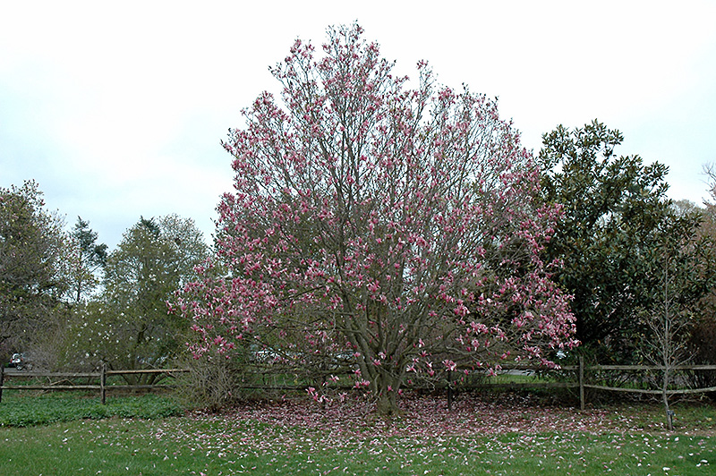 Galaxy Magnolia (Magnolia 'Galaxy') at Dickman Farms