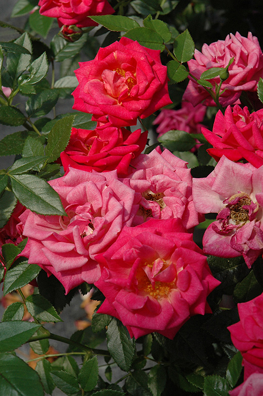 Be My Baby Rose (Rosa 'Be My Baby') at Dickman Farms