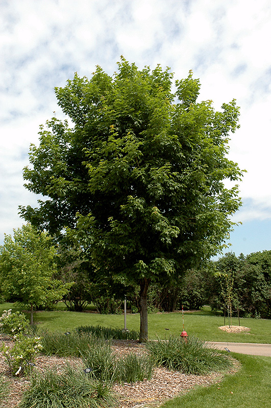 Sugar Maple (Acer saccharum) at Dickman Farms