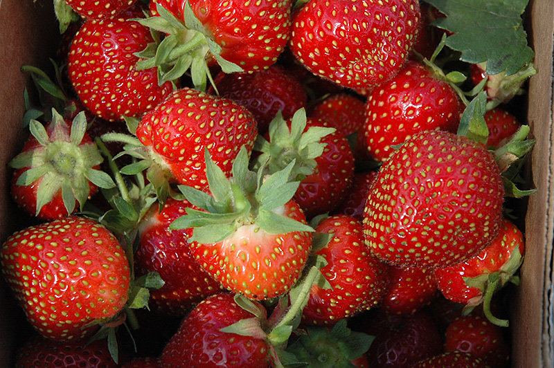Allstar Strawberry (Fragaria 'Allstar') at Dickman Farms