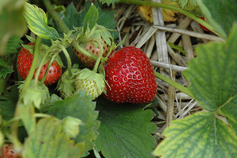 Sparkle Strawberry (Fragaria 'Sparkle') at Dickman Farms