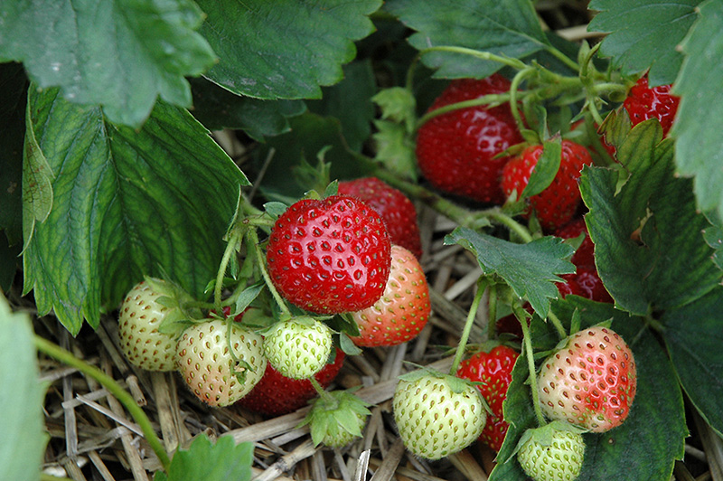 Earliglow Strawberry (Fragaria 'Earliglow') at Dickman Farms