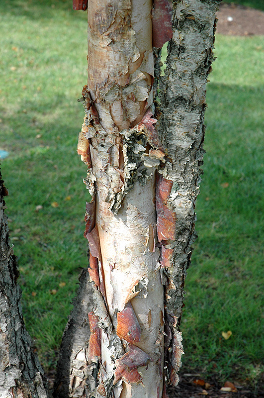 Heritage River Birch (clump) (Betula nigra 'Heritage (clump)') at Dickman Farms