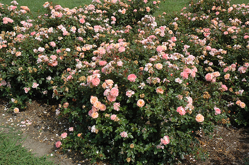 Apricot Drift Rose (Rosa 'Meimirrote') at Dickman Farms