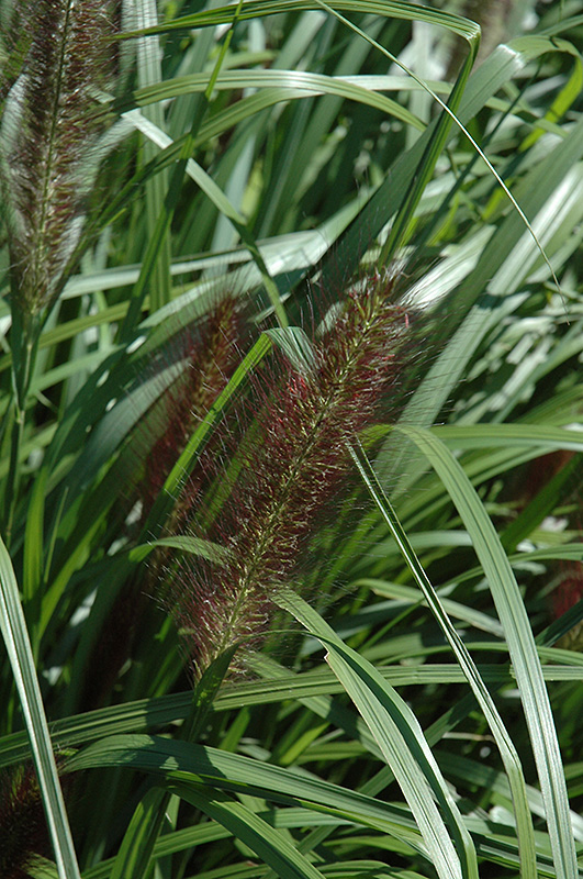 Red Head Fountain Grass (Pennisetum alopecuroides 'Red Head') at Dickman Farms