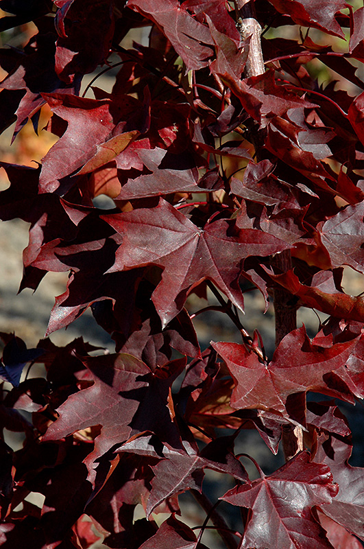 Crimson Sunset Maple (Acer 'JFS-KW202') at Dickman Farms