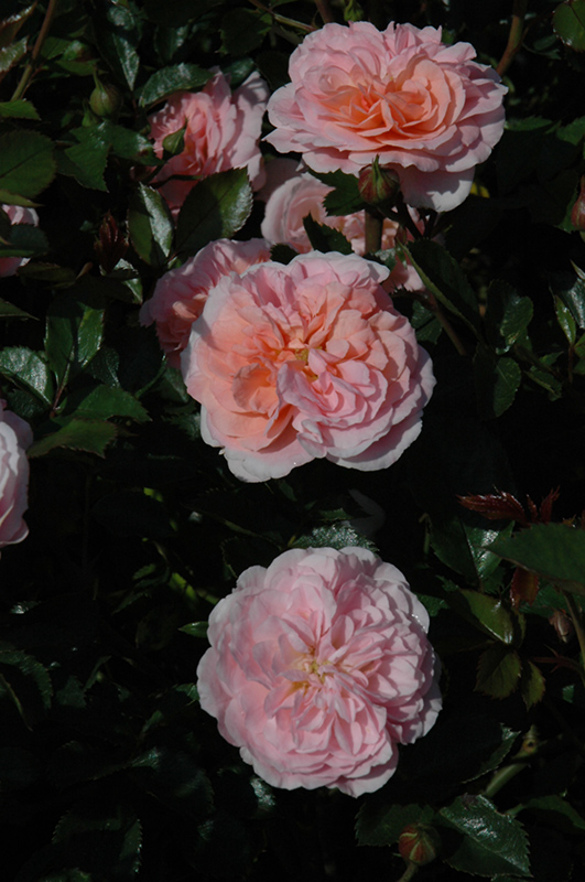 Apricot Drift Rose (Rosa 'Meimirrote') at Dickman Farms