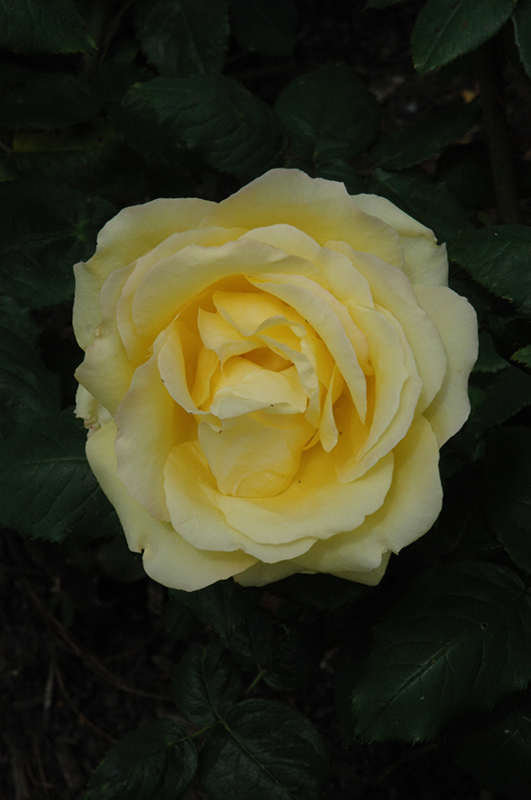 Easy Going Rose (Rosa 'HARflow') at Dickman Farms