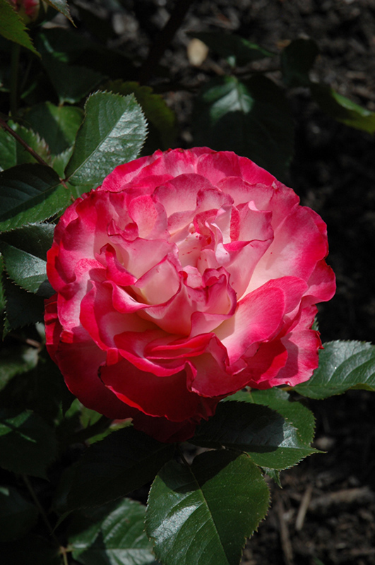Love At First Sight Rose (Rosa 'WEKmedatasy') at Dickman Farms