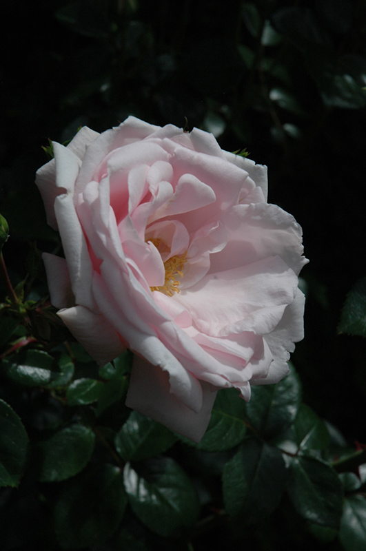 New Dawn Rose (Rosa 'New Dawn') at Dickman Farms
