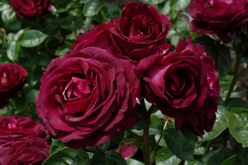 Twilight Zone Rose (Rosa 'WEKebtidere') at Dickman Farms