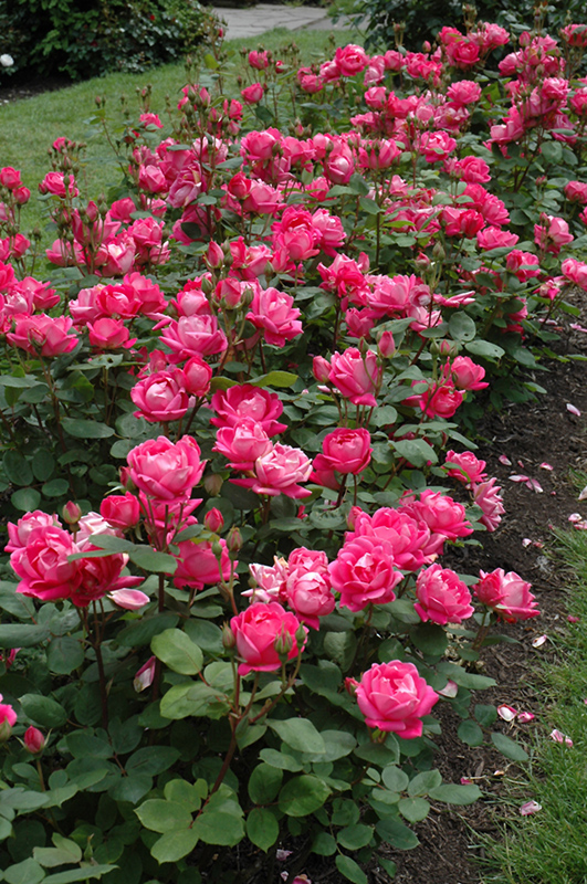 Double Knock Out Rose (Rosa 'Radtko') at Dickman Farms