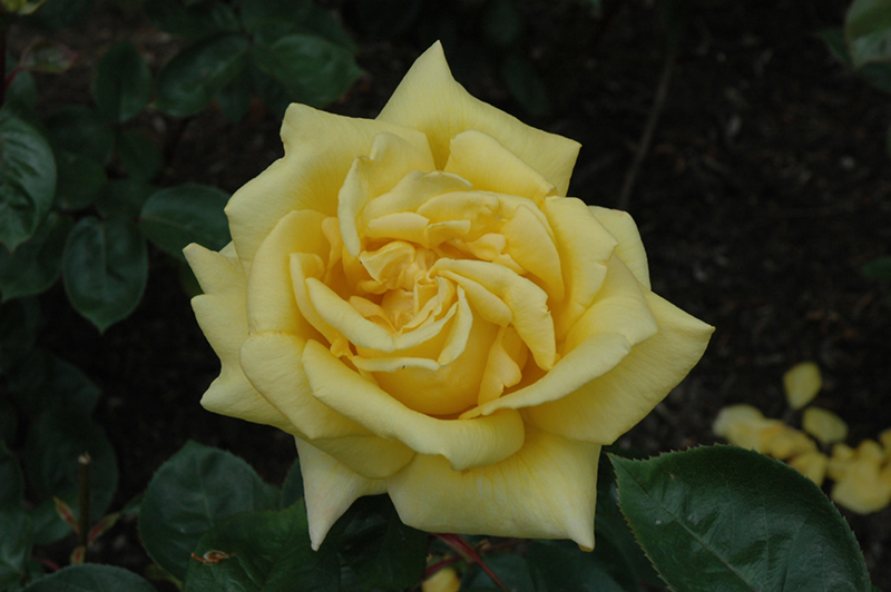Oregold Rose (Rosa 'Oregold') at Dickman Farms