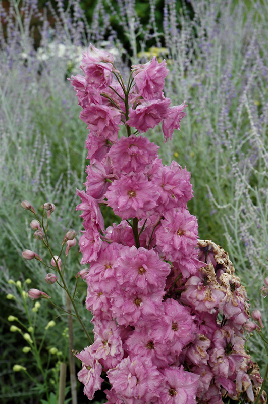 Pink Punch Larkspur (Delphinium 'Pink Punch') at Dickman Farms