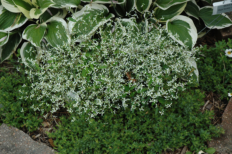 Diamond Frost Euphorbia (Euphorbia 'INNEUPHDIA') at Dickman Farms