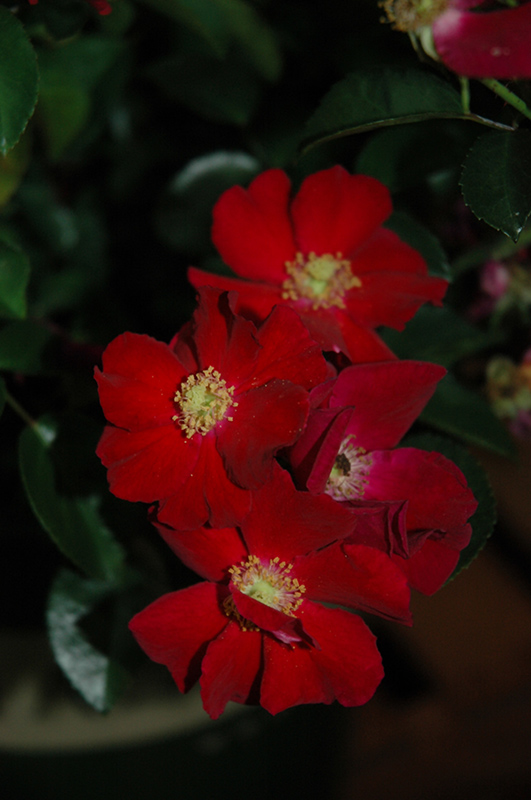 Flower Carpet Red Rose (Rosa 'Flower Carpet Red') at Dickman Farms