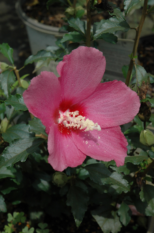 Lil' Kim Red Rose of Sharon (Hibiscus syriacus 'SHIMRR38') at Dickman Farms