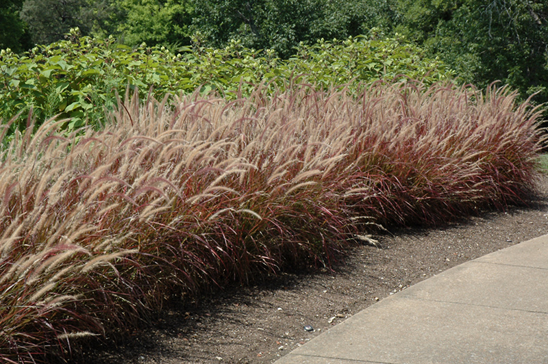 Purple Fountain Grass (Pennisetum setaceum 'Rubrum') at Dickman Farms