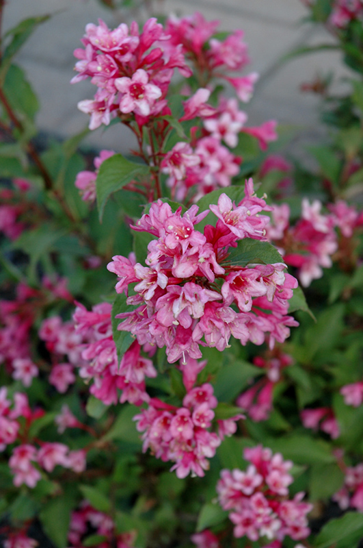 Click to view a full-size photo of Sonic Bloom Pink Reblooming Weigela (Weigela florida 'Bokrasopin') at Dickman Farms Sonic Bloom Pink Reblooming Weigela (Weigela florida 'Bokrasopin') at Dickman Farms