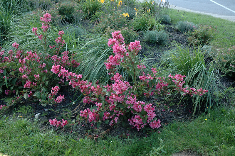 Sonic Bloom Pink Reblooming Weigela (Weigela florida 'Bokrasopin') at Dickman Farms